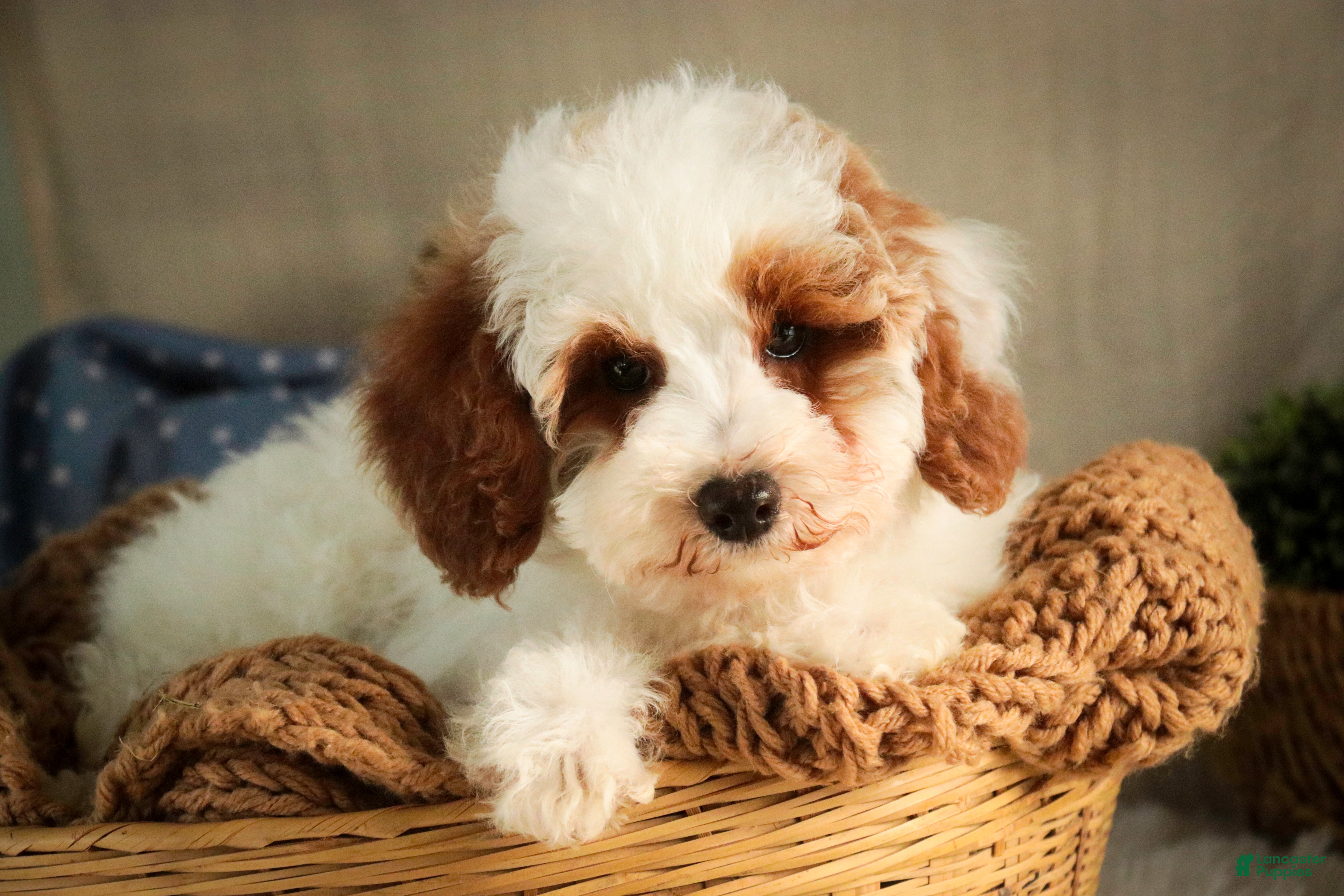 Miniature Poodle dogs Rozz - Ad 32