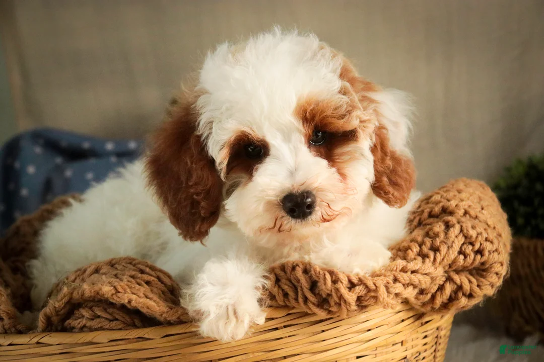 Miniature Poodle dogs for sale: Rozz - Ad 1