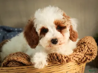 Miniature Poodle dogs Rozz - Ad 2