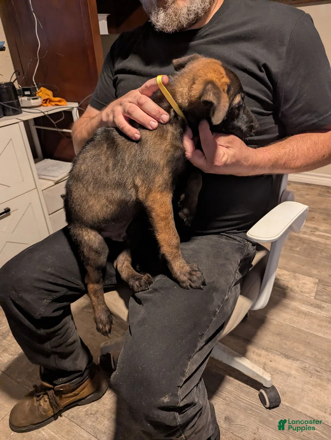 Belgian Malinois dogs for sale: Helio (yellow collar) - Ad 2