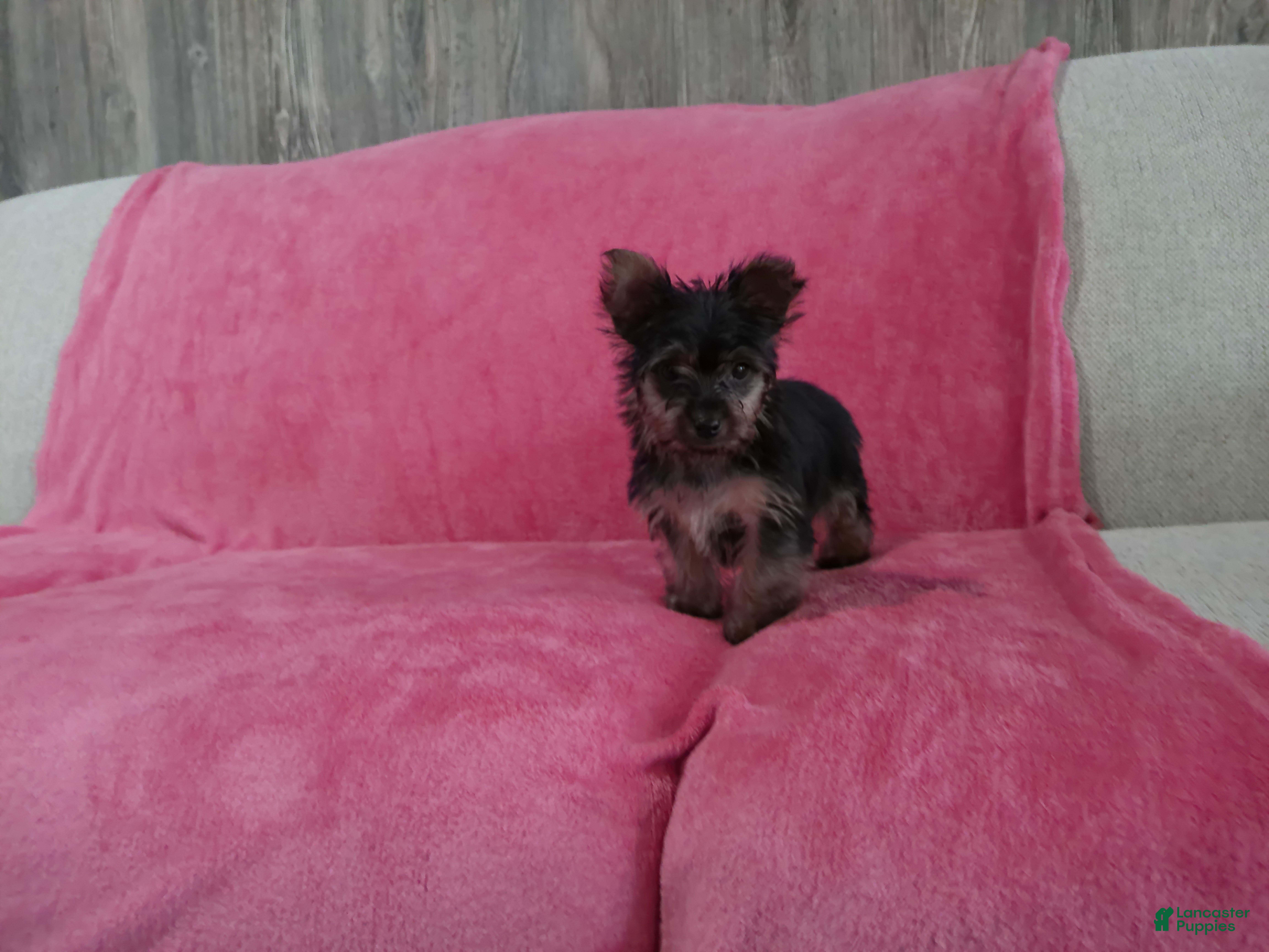 Yorkshire Terrier dogs Lily - Ad 13