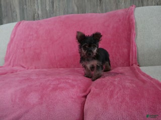 Yorkshire Terrier dogs Lily - Ad 23