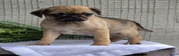 Pug dogs for sale: Bentley  - Ad 8