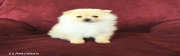 Pomeranian dogs for sale: Pickles - Ad 1