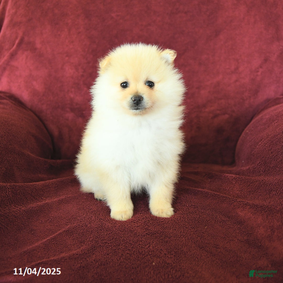 Pomeranian dogs for sale: Pickles - Ad 1