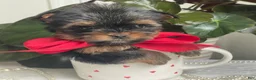 Biewer Terrier dogs for sale: Itty Bitty - Ad 11