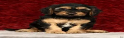 Cavapoo dogs for sale: Kyle - Ad 1