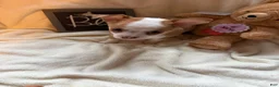 Chihuahua dogs for sale: Bubbles  - Ad 3