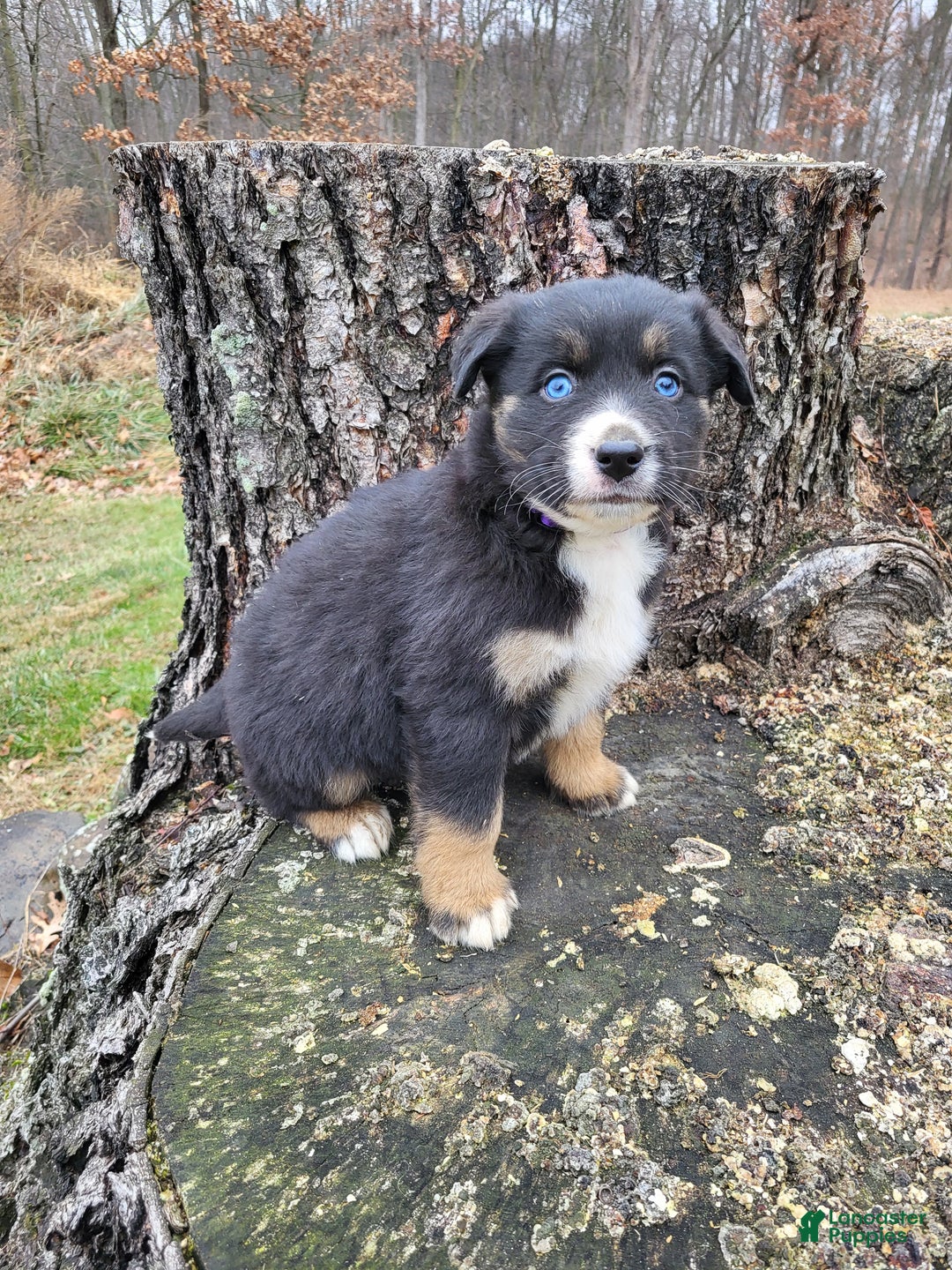 Mixed Breed dogs for sale: Lexy - Ad 6