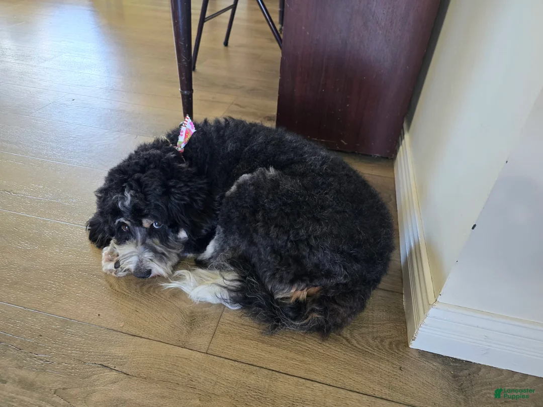 Gallery Image {{count}}