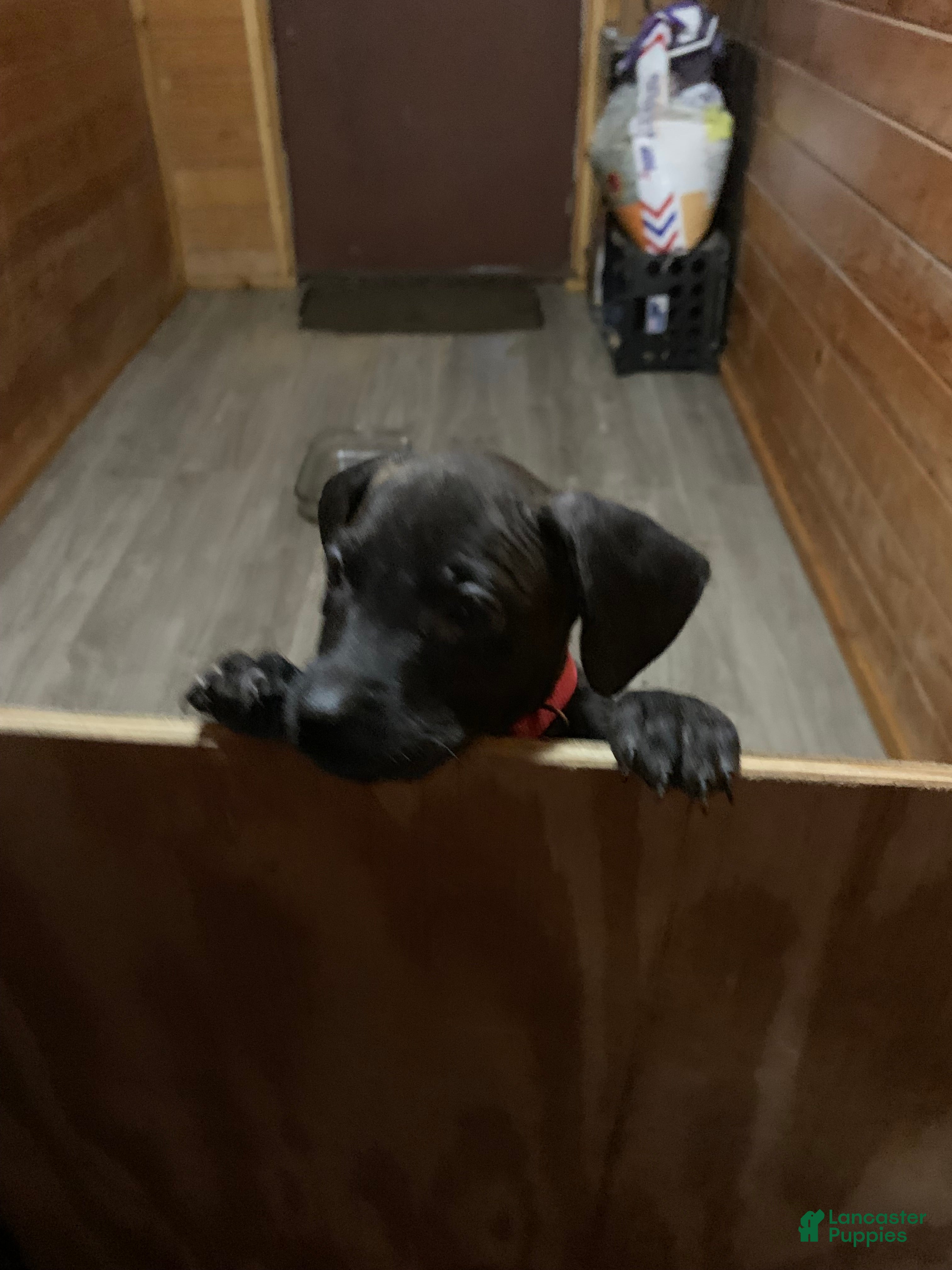 Mixed Breed dogs Mixed Breed 8 - Ad 19