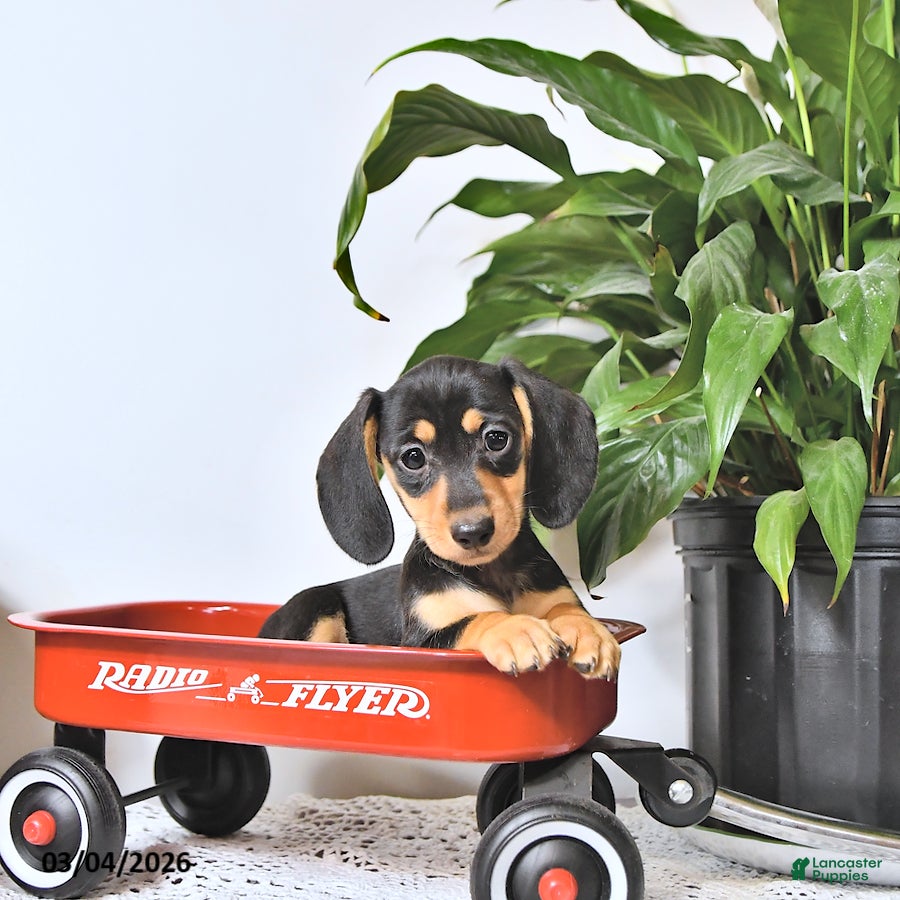 Miniature Dachshund dogs Oreo - Ad 1