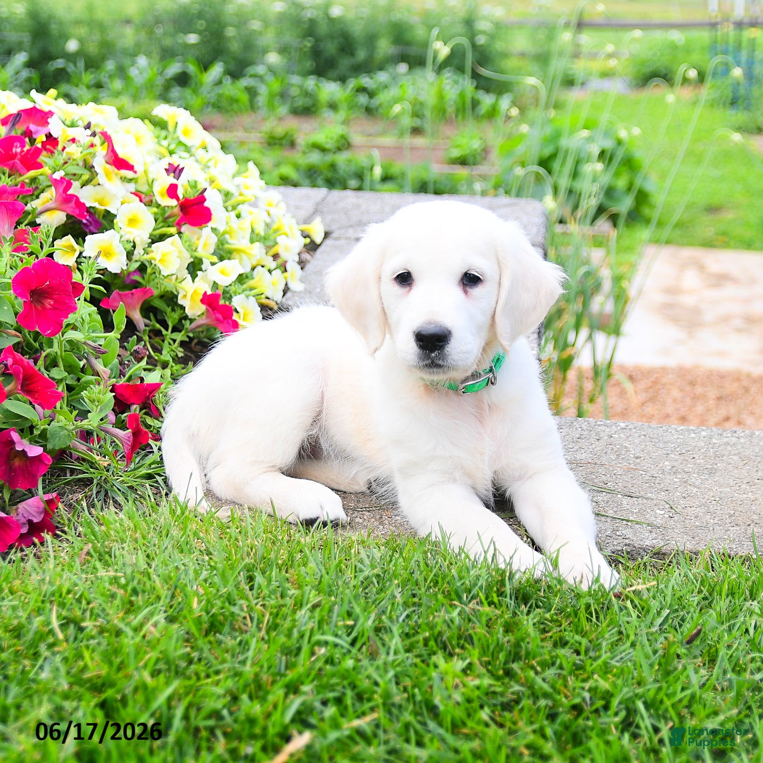 Golden Retriever dogs Fern - Ad 2