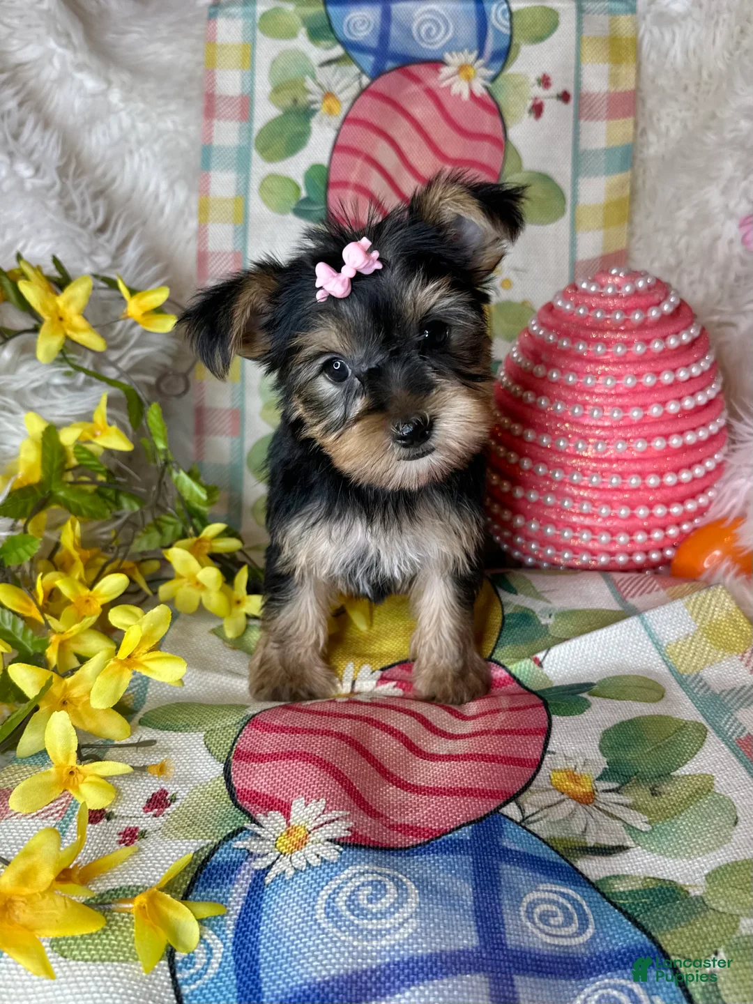 Yorkshire Terrier dogs for sale: Bloom🌸 - Ad 1