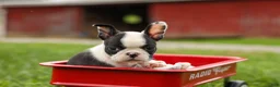 Frenchton dogs for sale: BONNIE - Ad 15