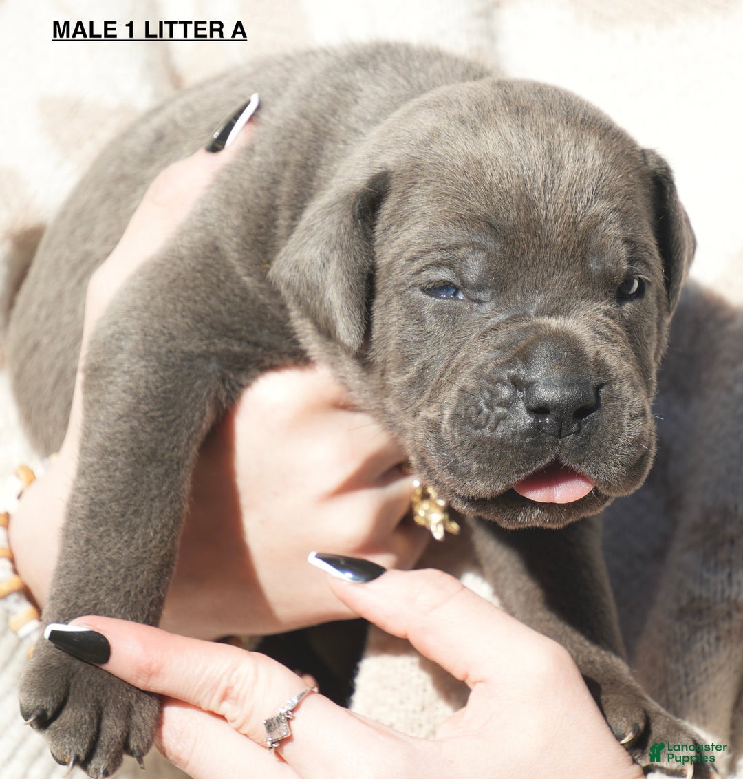 Cane Corso dogs for sale: Cane Corso Puppy 1 - Ad 1