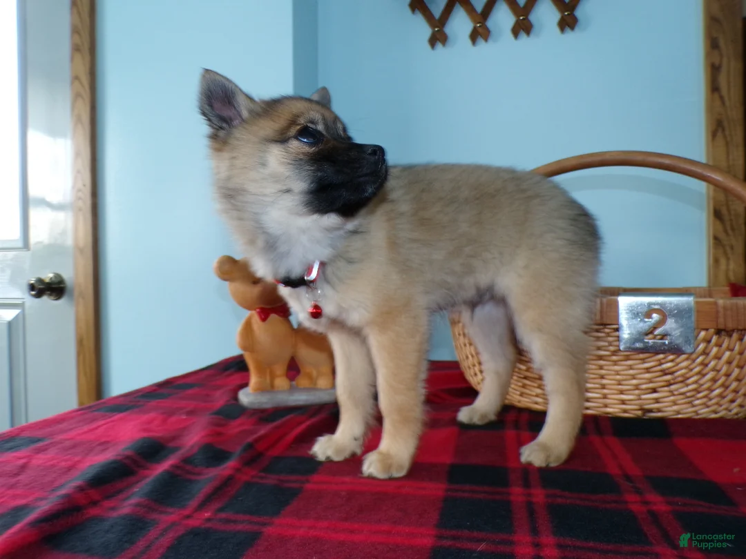 Alaskan Klee Kai dogs for sale: Alaskan Klee Kai Puppy 2 Barkos - Ad 3