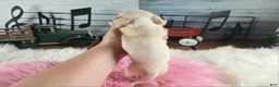 Dachshund dogs for sale: Nationwide delivery. Sugar pies piebald girl Freckle nose - Ad 2