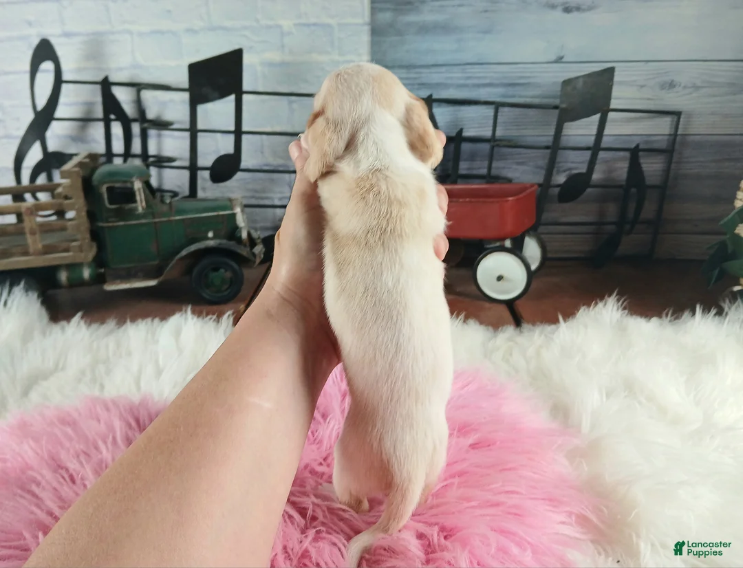Dachshund dogs for sale: Nationwide delivery. Sugar pies piebald girl Freckle nose - Ad 2