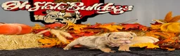 English Bulldog dogs for sale: English Bulldog 2 - Ad 5