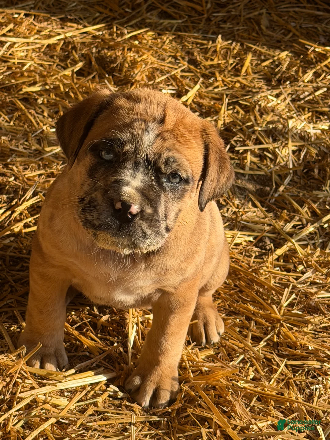 English Mastiff dogs for sale: English Mastiff Puppy 1 - Ad 8