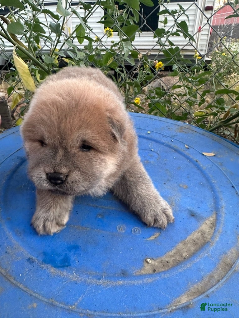 Chow Chow dogs for sale: Tan Male - Ad 2