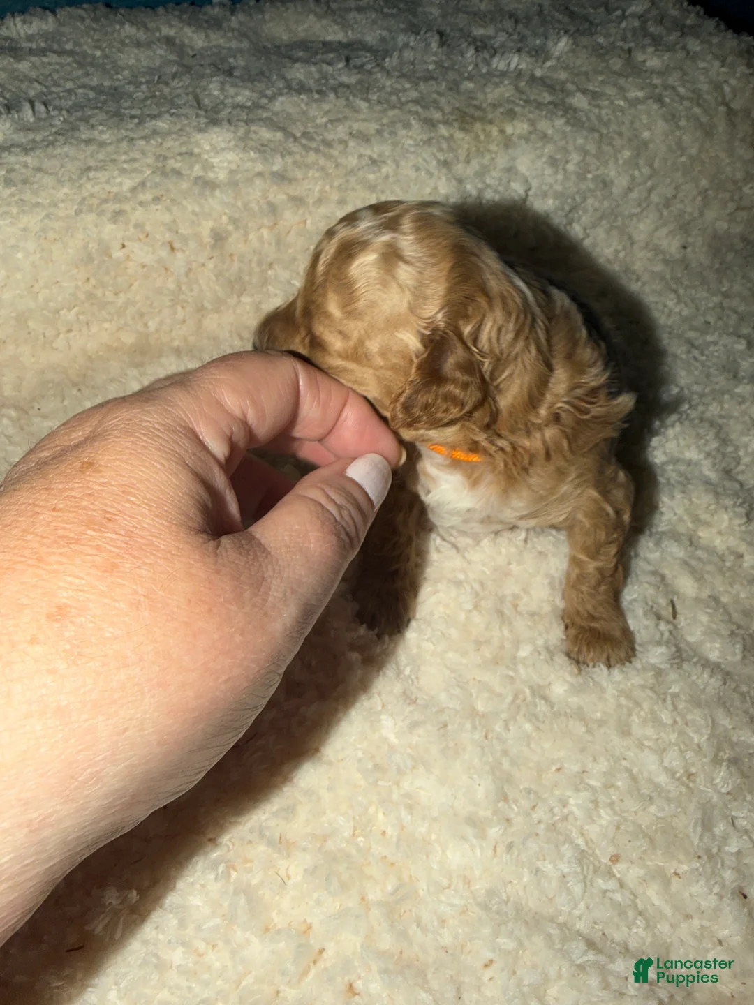 Miniature Poodle dogs for sale: AKC Female Miniature Poodle Sylvia - Ad 2