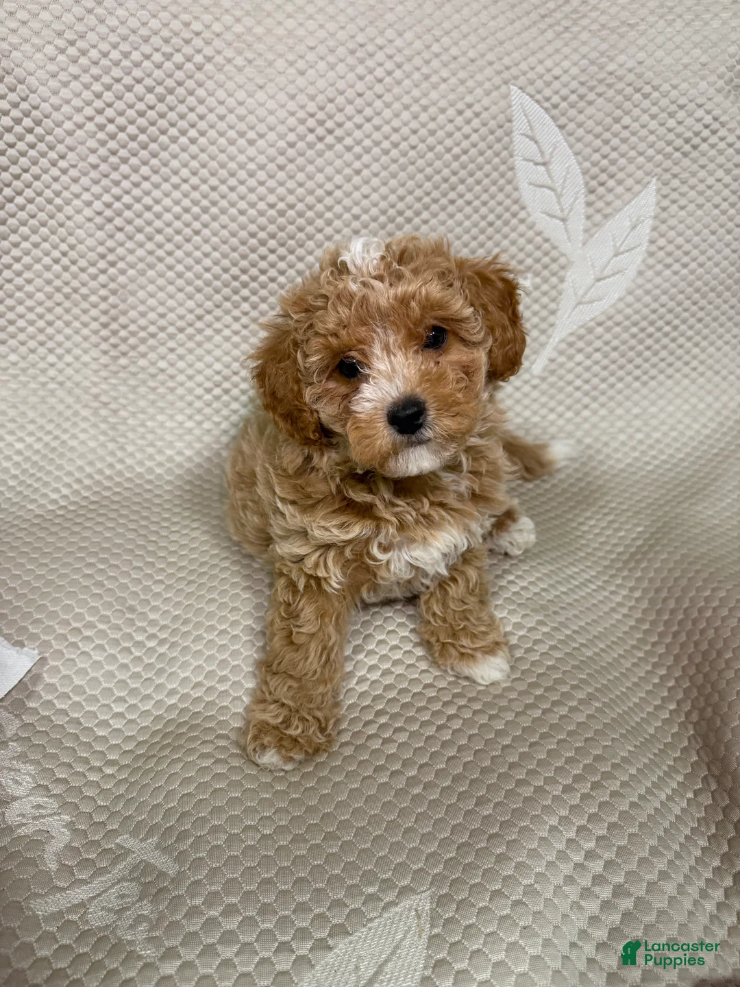 Maltipoo dogs for sale: Maltipoo 4 - Ad 2