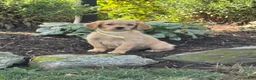 Golden Retriever dogs for sale: Kyle - Ad 1