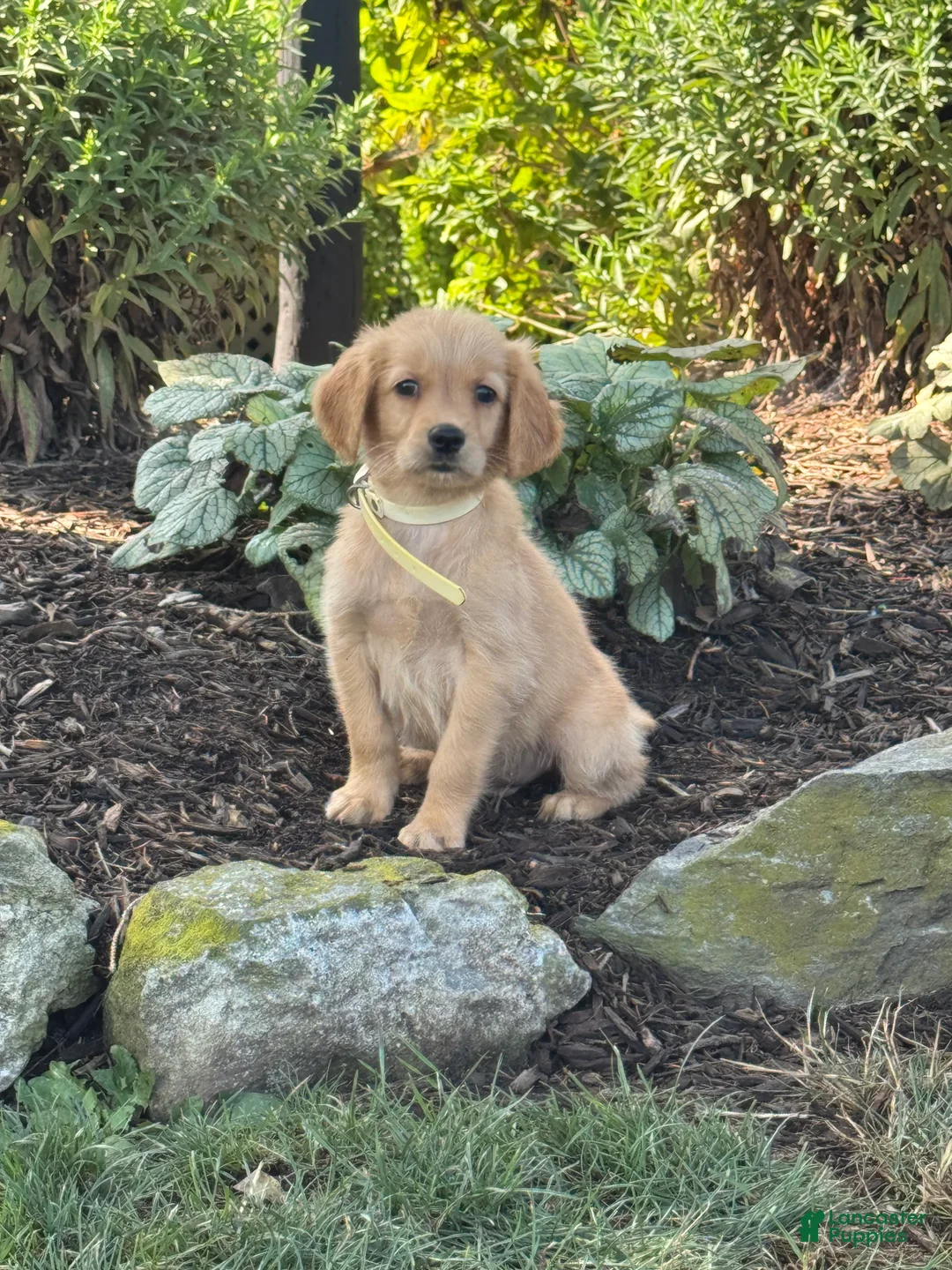 Golden Retriever dogs for sale: Kyle - Ad 1
