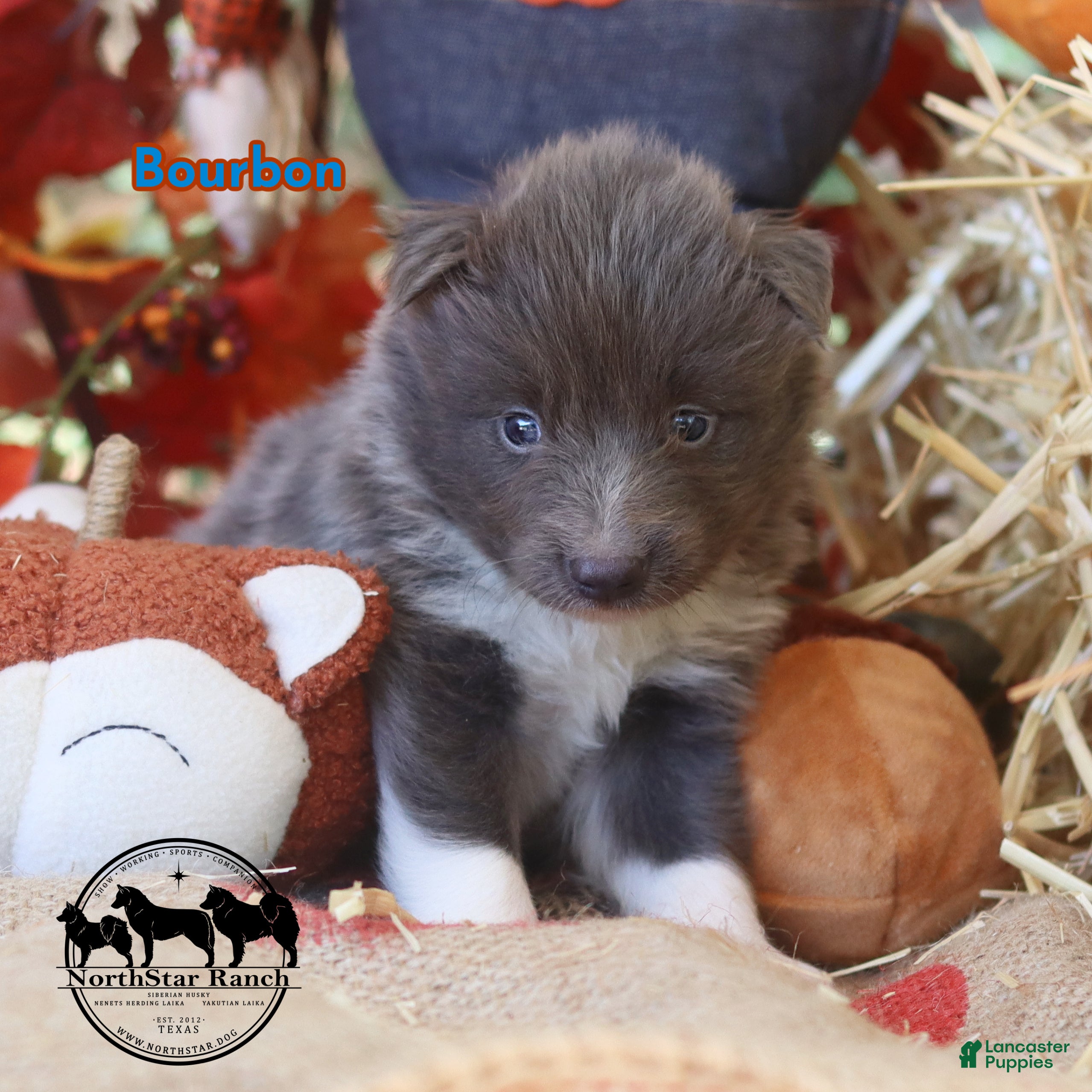 Nenets Herding Laika dogs for sale: Bourbon Nenets Laika Transport available - Ad 2