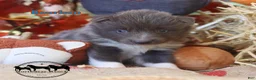 Nenets Herding Laika dogs for sale: Bourbon Nenets Laika Transport available - Ad 2