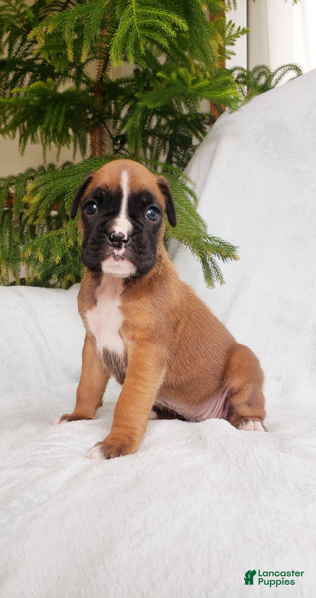 Boxer dogs for sale: Sheila - Ad 2