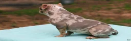 American Bully dogs for sale: Lilac Tri Merle Female - Ad 6