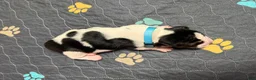 Basset Hound dogs for sale: Pedro- light blue - Ad 3