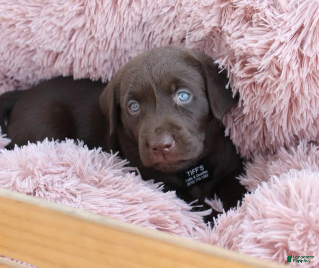 Labrador Retriever dogs for sale: Black Collar - Ad 5