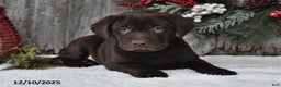 Labrador Retriever dogs for sale: Oliver - Ad 5