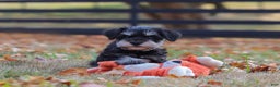 Miniature Schnauzer dogs for sale: Brianna - Ad 19