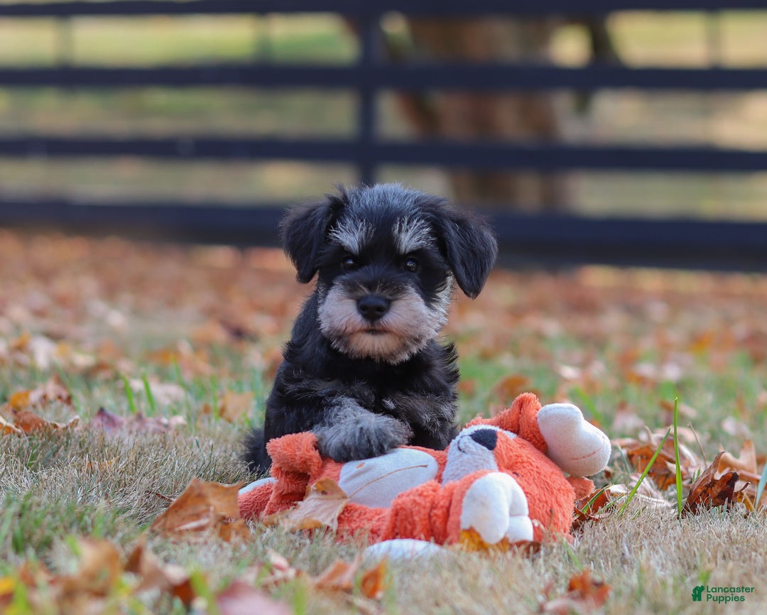 Miniature Schnauzer dogs for sale: Brianna - Ad 19