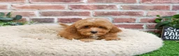 Cavapoo dogs for sale: Charles - Ad 10