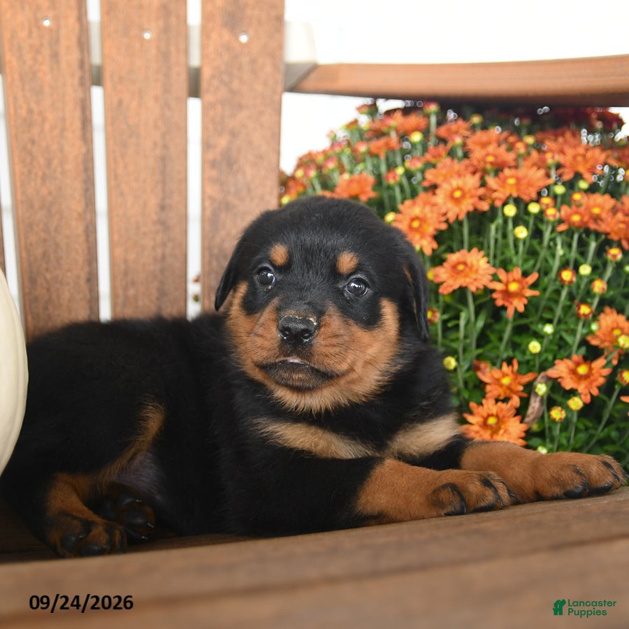 Rottweiler dogs Paisley - Ad 1