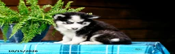 Pomsky dogs for sale: Ryan - Ad 4