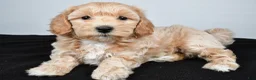 Maltipoo dogs for sale: Lexie - Ad 5