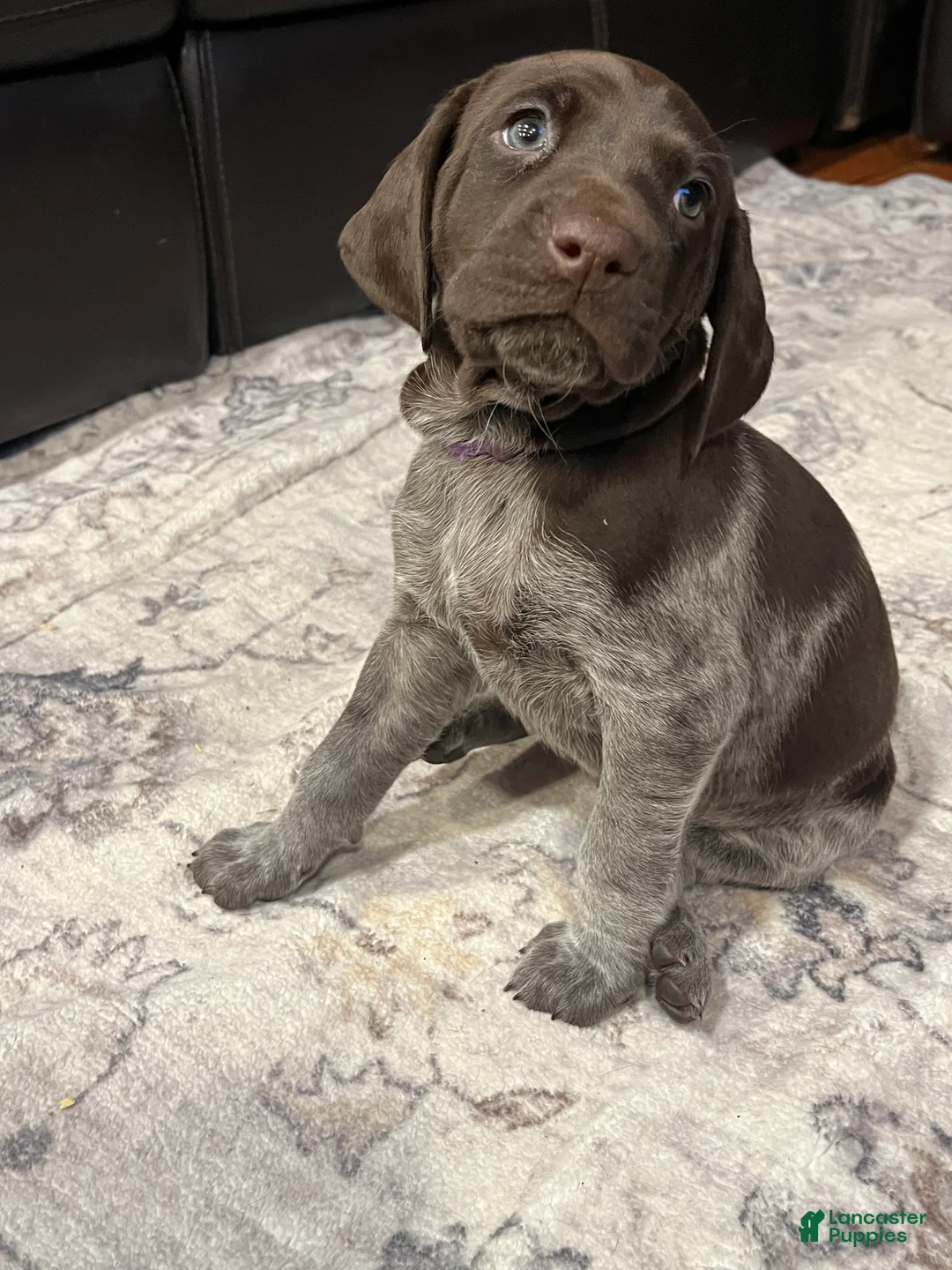 German Shorthaired Pointer dogs for sale: German Shorthaired Pointer Puppy 2 - Ad 1