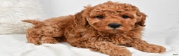 Mini Goldendoodle dogs for sale: Callie - Ad 6
