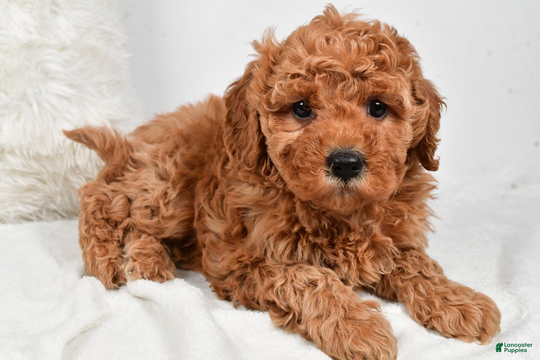 Mini Goldendoodle dogs for sale: Callie - Ad 6