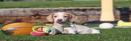 Miniature Dachshund dogs for sale: Jackson - Ad 8
