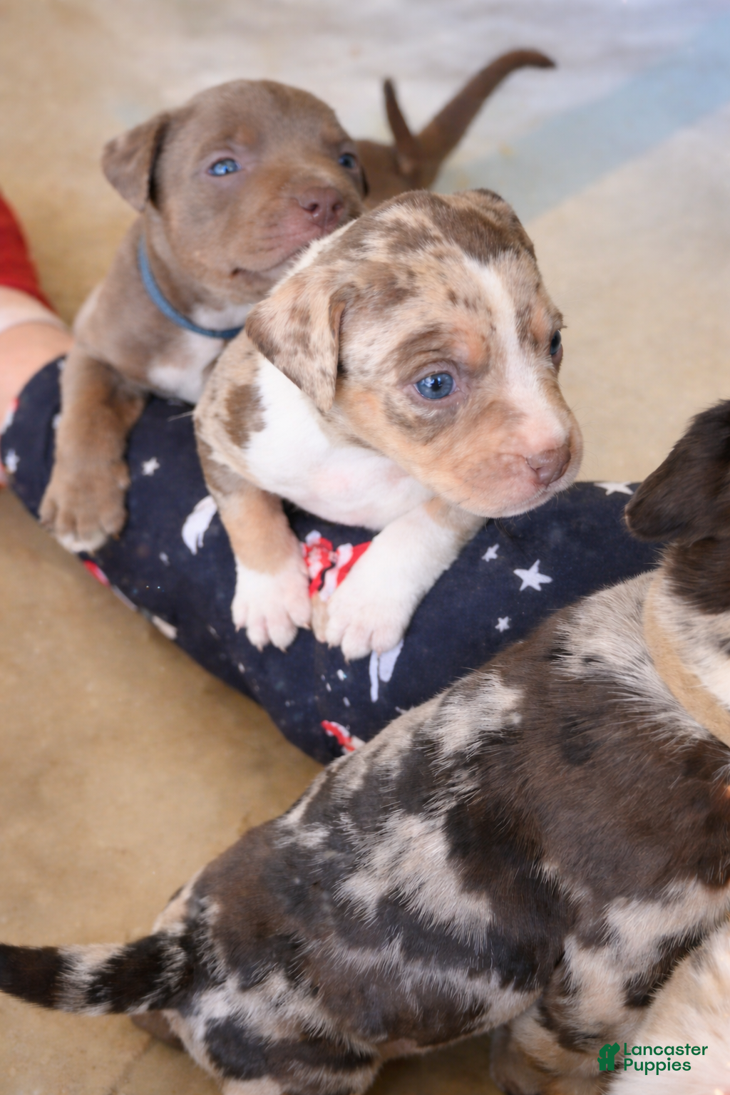 American Bully dogs American XL Bully, red - Ad 1