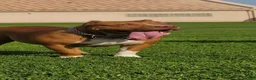 American Bully dogs for sale:  1 - Ad 2