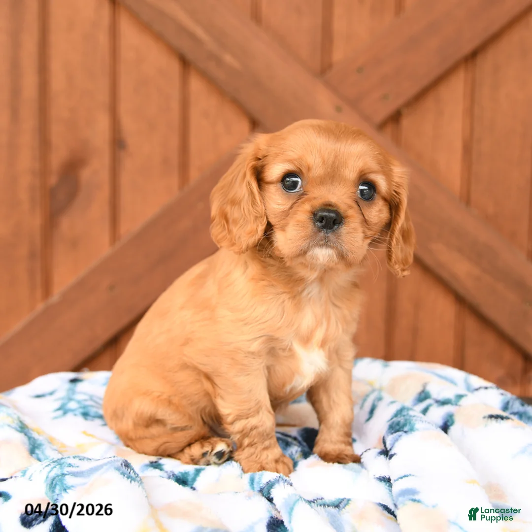 Cavalier King Charles Spaniel dogs for sale: Lady - Ad 2